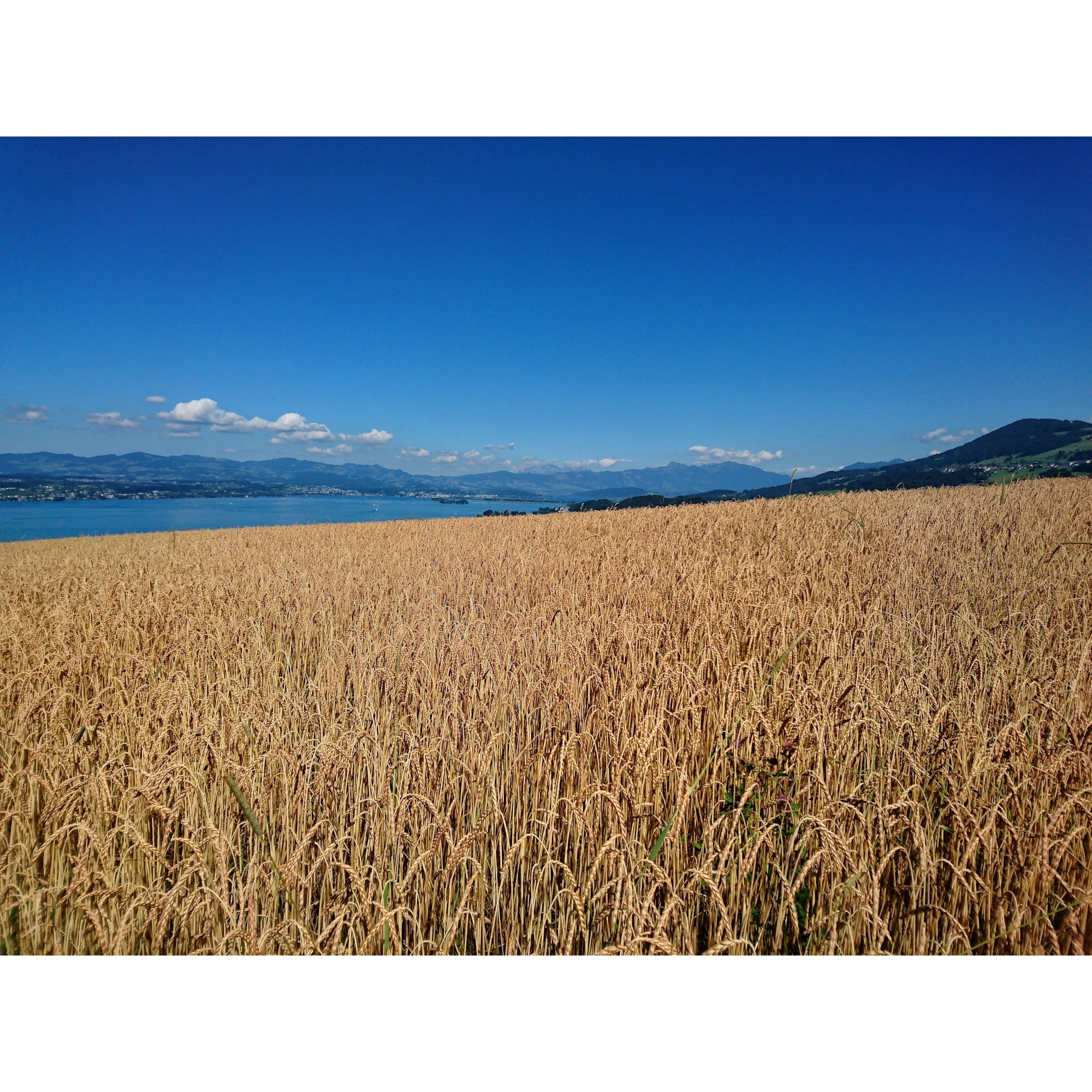 Summer over Lake Zurich - Sommer über dem Zürichsee http://www.b2s.pm/CScNUF