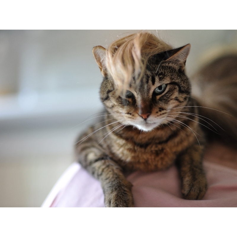 Happy World Cat Day to our feline Sushi (hmm, I think I saw this hairdo somewhere lately...) http://www.b2s.pm/wNIznT