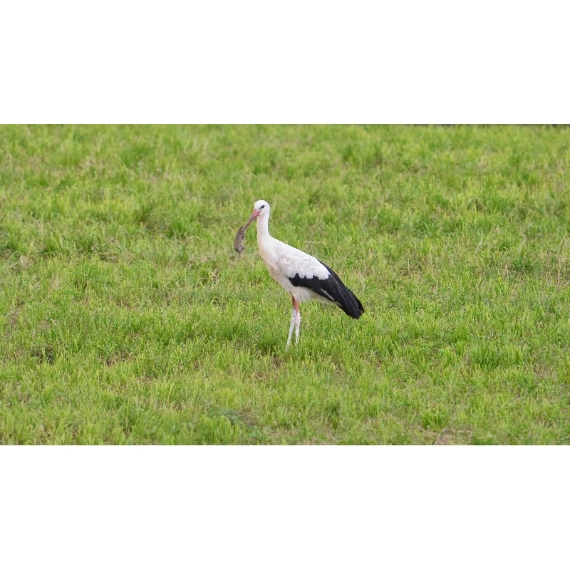 Nach dem Einkauf heute Abend auf dem Heimweg entdeckt. Und ich dachte immer, die fressen nur Frösche... http://www.b2s.pm/8Ygesw