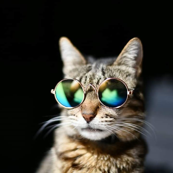 If you can be a cool tiger - be a cool tiger. ;-)