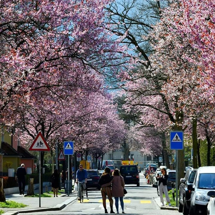 Wer will den schon für Cherry Blossom nach Japan (ok es ist auf meiner Bucket List), wenn er in Zürich die Bertastrasse haben kann.:-) An alle von Euch, die vor Mittwoch Zeit habt, geht hin, es lohnt sich. War lustiges Treiben heute am Idaplatz. Für diejenigen, die es verpennen, Ernastrasse ist noch nicht soweit und kommt sicher bald...