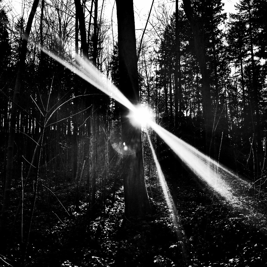 Sometimes clean lenses are overrated :-)
From a reecent forrest stroll.