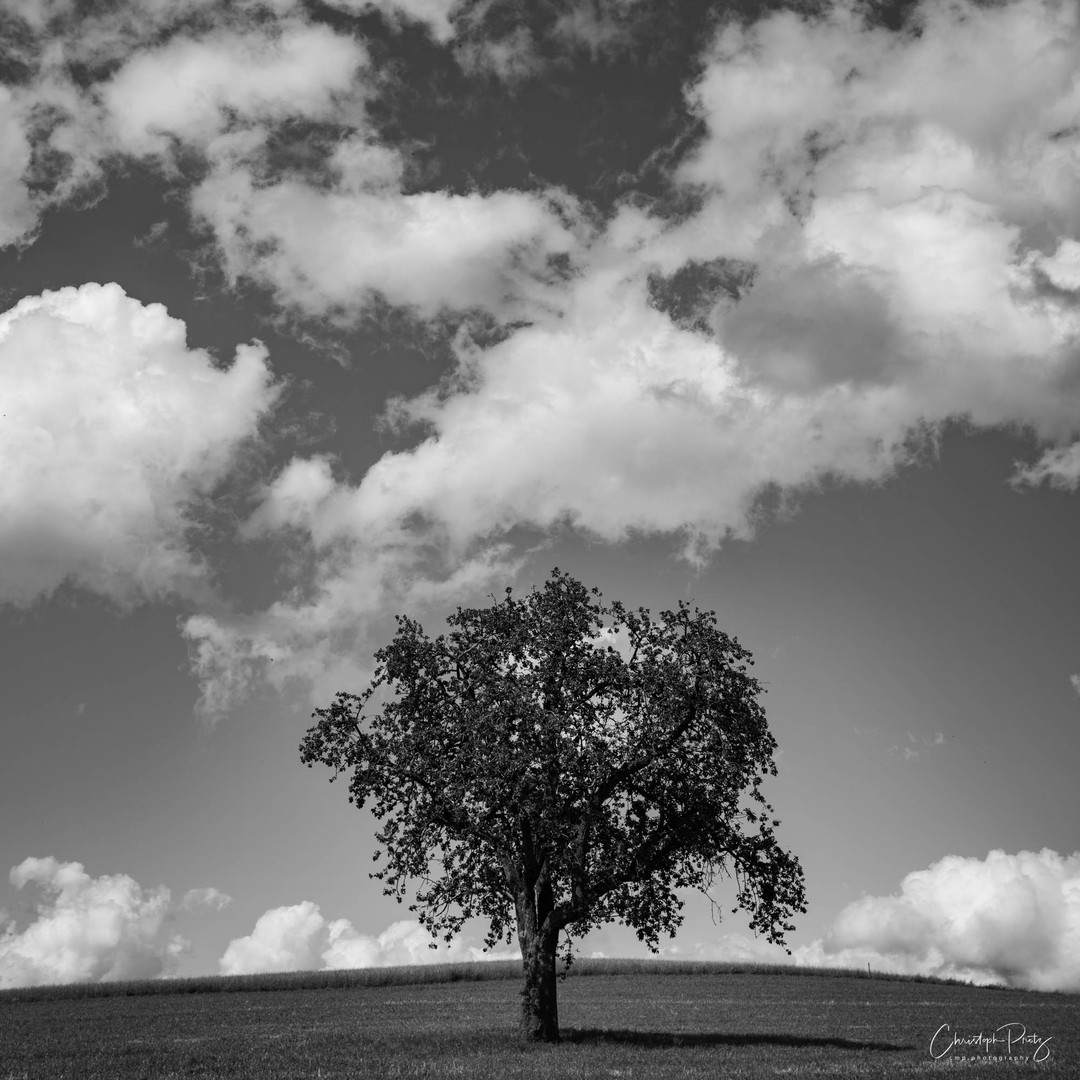 We live a little outside of Zurich and one of my before Corona time goals was already to show the beauty of the landscape over here. Again a shot close to where we live, I'm testing the Leica M10 Monochrom. 

https://cmp.photography/?p=4829