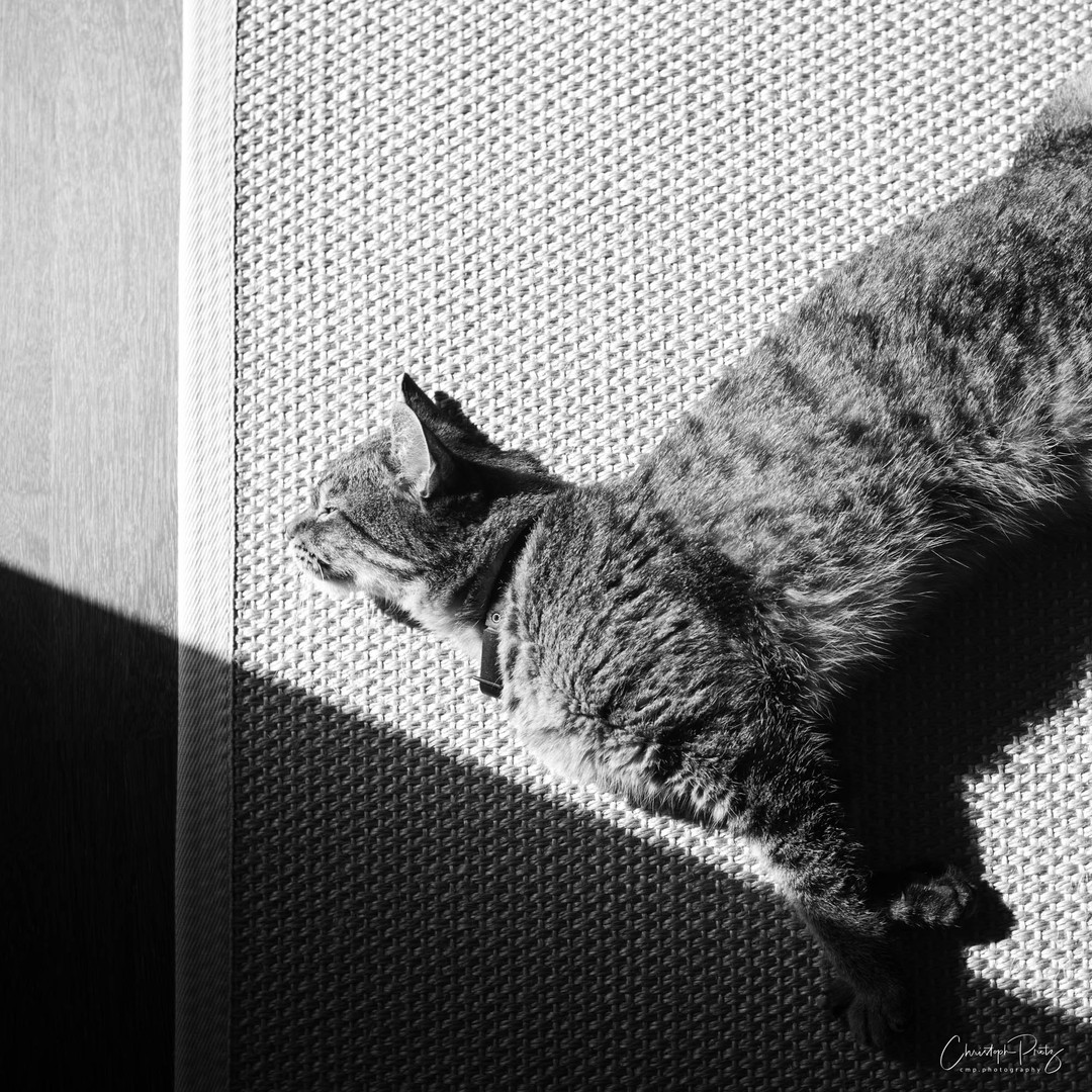 Follow the sun, mental note to myself, become a cat in a household like ours in the next reincarnation :-)
.
.
.
# #

https://cmp.photography/?p=4842