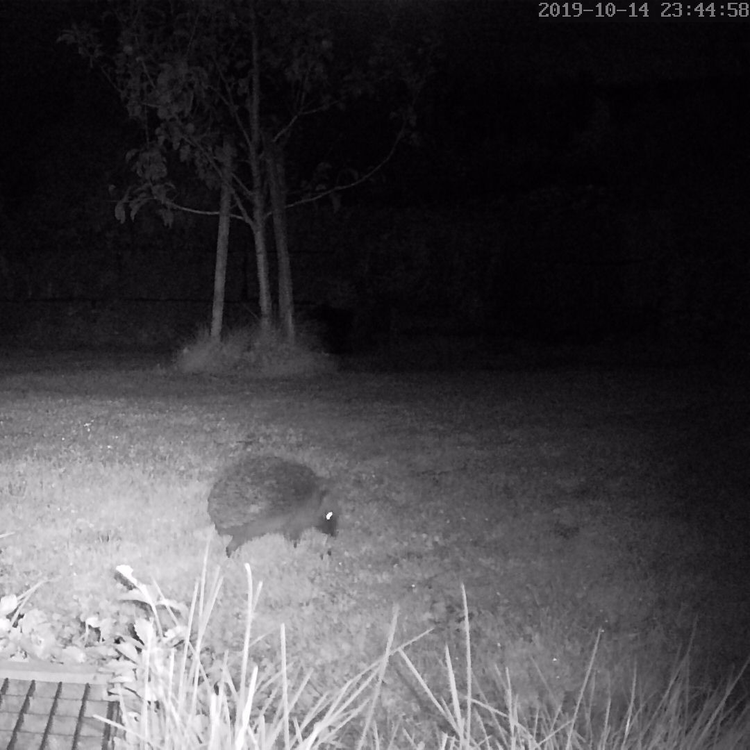 From the series visitors in our garden, say hi to the hedgehog...
.
.
