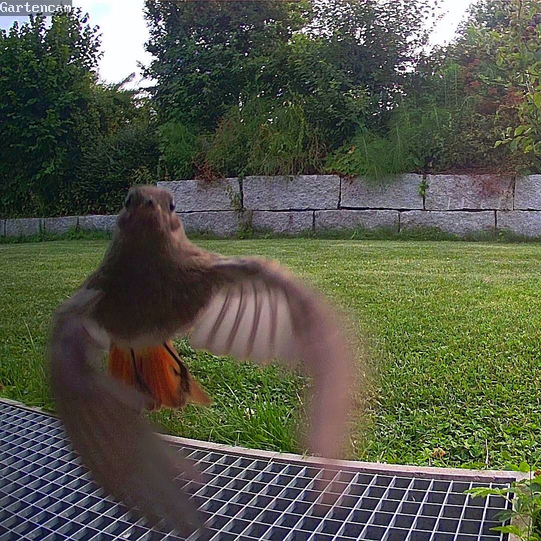 From visitors in our Garden: Say cheese your on camera.
.
.
.