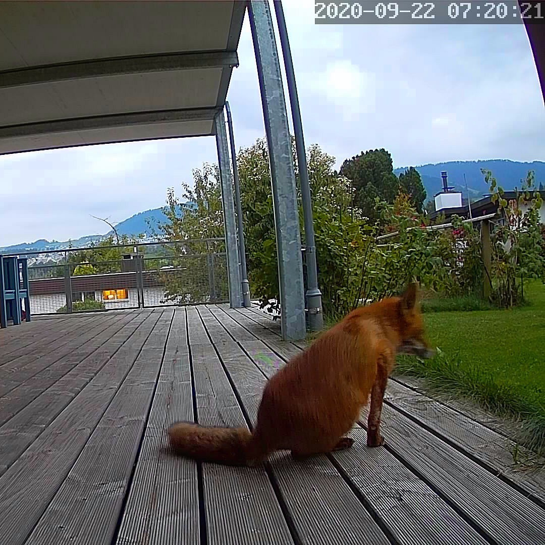 The quick brown fox jumps over the lazy dog or news about the fox.
From the series visitors in our garden, just check the time of day...
.
.