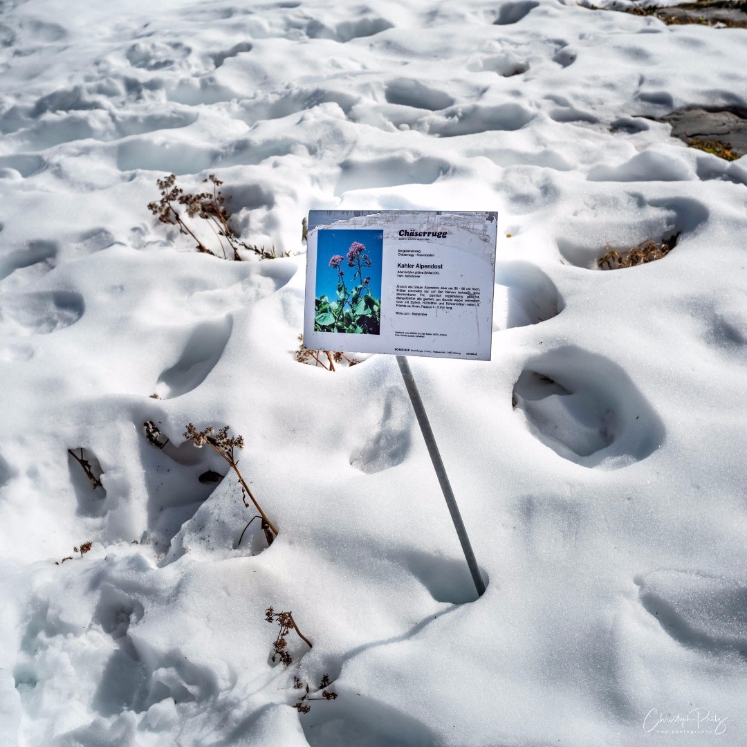 Two weeks ago we did a spontaneus trip to mount Chäserugg and it's flower trail. Well...
.
.