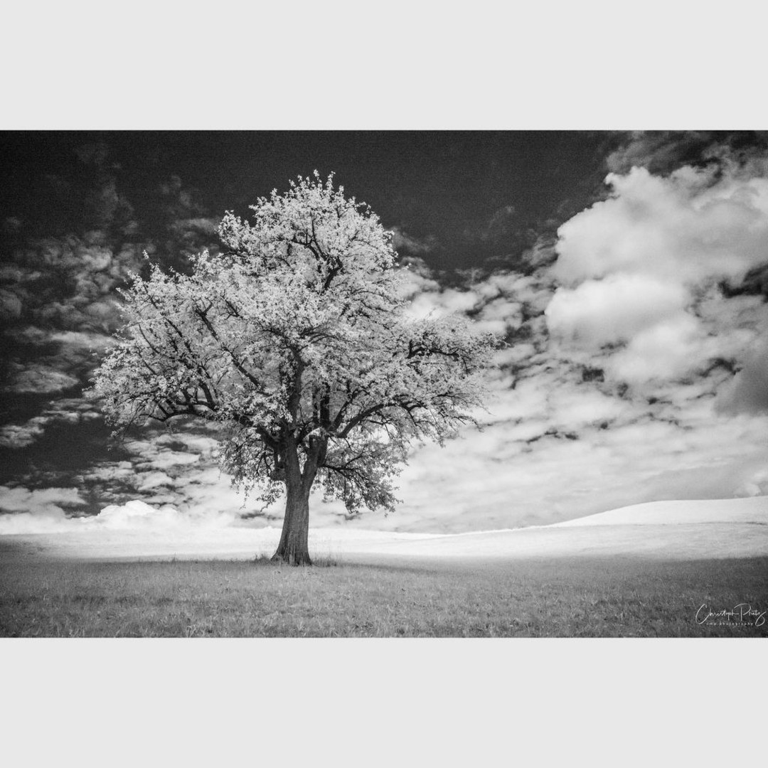 Second summer vacation day, I have too many nice shots to sort from the last shooting and there is the sun coming out, thus I'm actually not in the mood to sit in front of the PC :-)
An IR shot I recently saw in Athena's @athenacarey profile reminded me, that I never had tried the Leica M10M for infrared shots. Found and dedusted the IR filters and tried them on a Summicron 50mm: Need a hood, funny reflection when too much sun, can't remember the filter IR range as no marking on it, not too suitable for manual shots either. Second filter was R72 and fitted on an Elmarid 28mm, filter was bright enough for handheld shots in sunny environment, even on 5.6. First tests on the balcony are fun. I had another flash of inspiration as a picture I saw in Helmis @helmi_sigg profile reminded me, that I have a nice castle just around the corner. First test was successful :-)
.